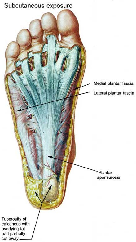 Plantar surface of heel clearance